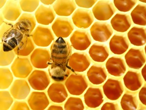Honey vs Sugar