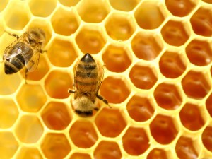 Honey vs Sugar Honey vs Sugar